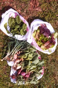 Typical Spring Harvest for the Community Garden