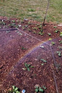 A rainbow over a Community Garden plot