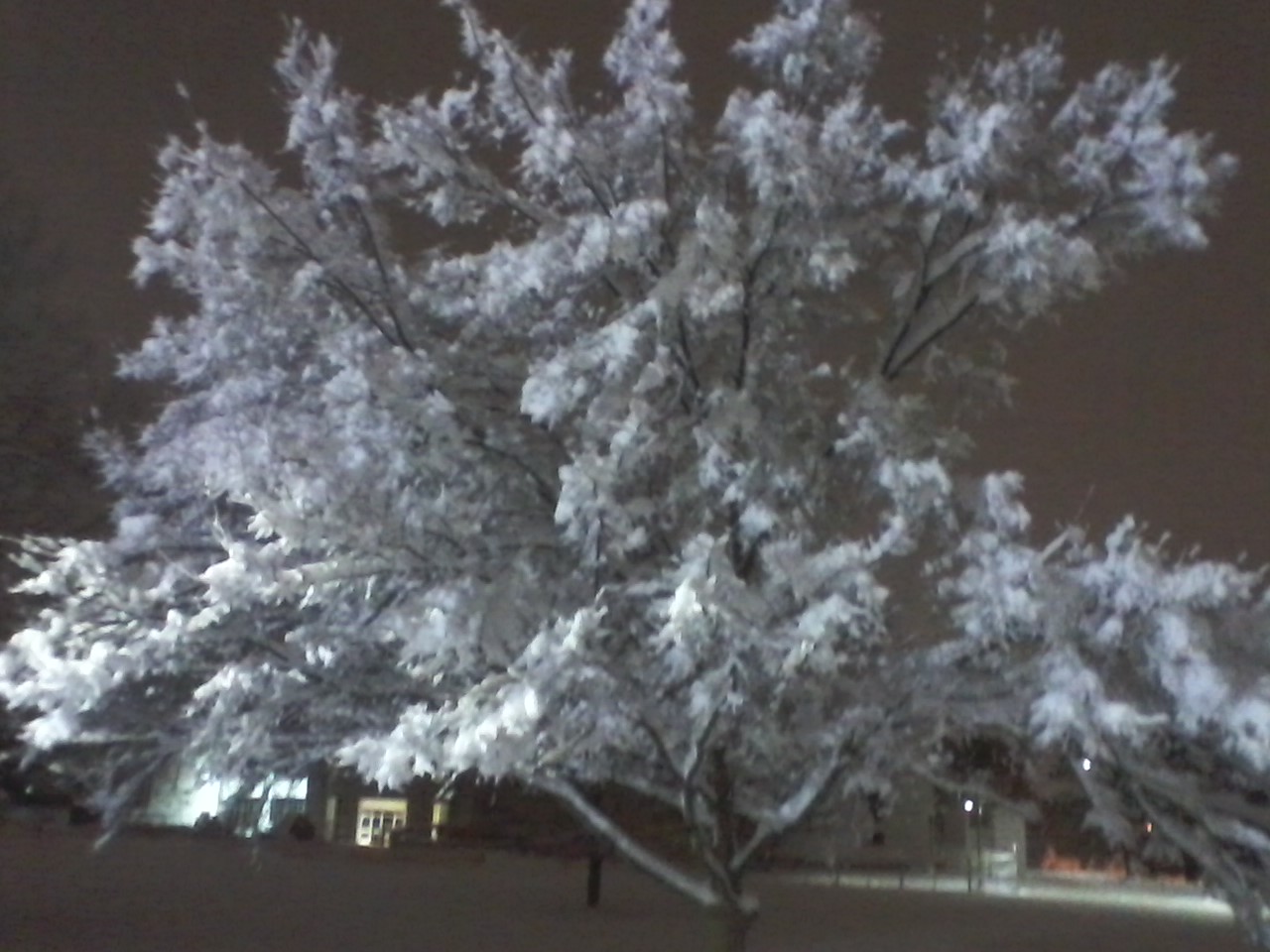 Tree right outside of the Salmon Library, covered in snow, but blurry due to an increasingly fogged up camera
